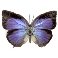 Silversteak blue Iraota timoleon arasaces upperside